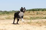 BORDER COLLIE 250